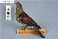 藏品(紅頭綠鳩)的圖片